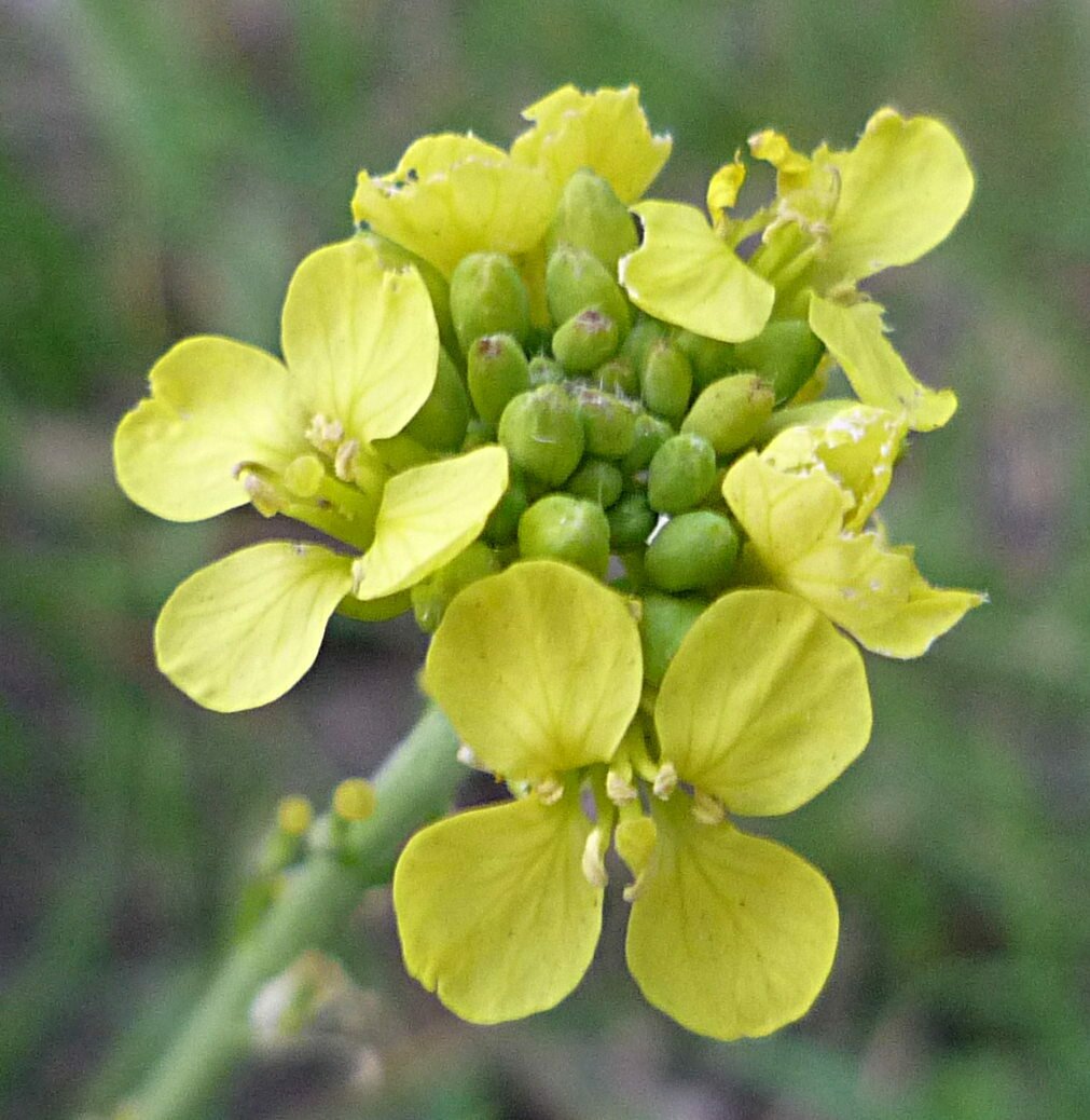 High Resolution Hirschfeldia incana Flower
